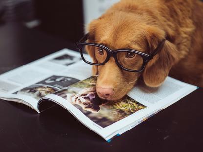 狗图片 - 金毛犬戴黑框眼镜趴杂志上，拟人趣味