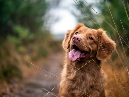 狗图片 - 棕色金毛犬站林间小径，吐舌放松