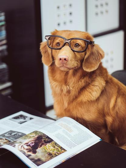 狗图片 - 棕红金毛犬戴黑框眼镜，坐黑桌旁看杂志