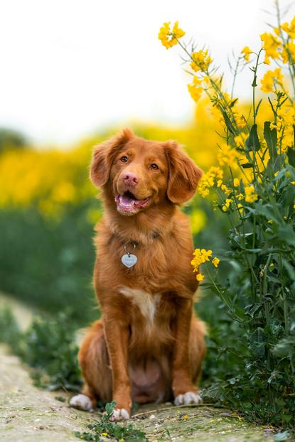 狗图片 - 新斯科舍猎鸭寻回犬坐油菜花田，清新闲适