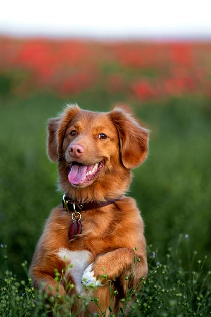 狗图片 - 新斯科舍猎鸭寻回犬户外草地红花丛，活泼