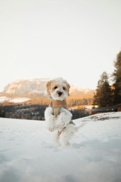 狗图片 - 白色蓬松小狗站雪地，浅棕胸背带，清新
