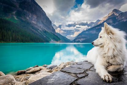 狗图片 - 白色萨摩耶犬趴湖边石板，山水美景