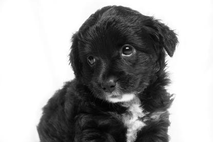 狗图片 - 黑白特写黑色蓬松幼犬，白色背景