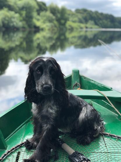 狗图片 - 黑白可卡犬坐绿色小船，湖水清幽