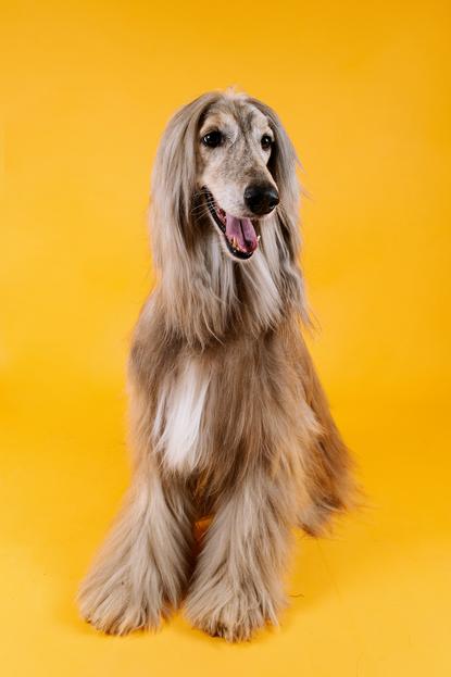 狗图片 - 阿富汗猎犬坐黄色背景，长毛丝滑，放松愉悦