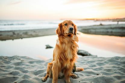 狗图片 - 金毛犬坐沙滩看日落，宁静温馨