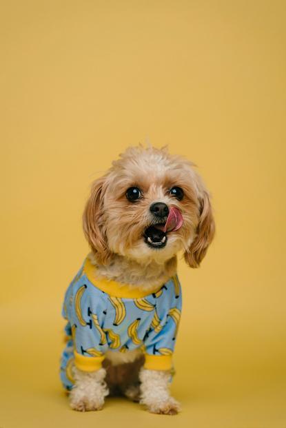 狗图片 - 浅棕小型犬穿香蕉蓝连体衣坐黄背景，俏皮