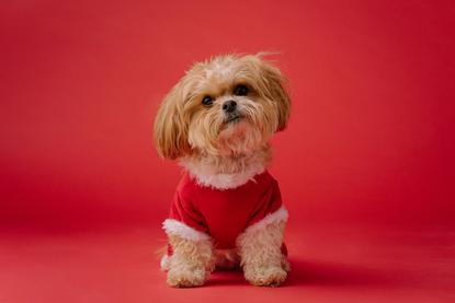 狗图片 - 浅棕白小型犬穿红边圣诞服坐红背景，喜庆