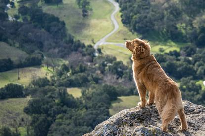 狗图片 - 金毛犬站岩石顶端望山谷，自然山野