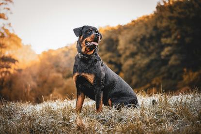 狗图片 - 罗威纳犬蹲霜草草地，暖调树林，静谧