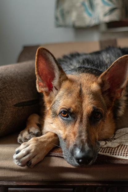 狗图片 - 德国牧羊犬趴室内布艺家具，慵懒放松