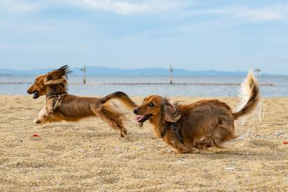 狗图片 - 两只长毛腊肠犬海边沙地奔跑，动感