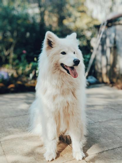 狗图片 - 萨摩耶犬坐户外石板，蓬松洁白，放松