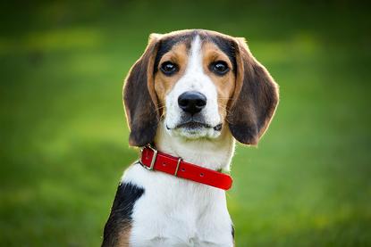 狗图片 - 比格犬戴红项圈户外草地，专注