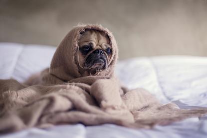 狗图片 - 巴哥犬裹浅棕毛绒织物趴床上，慵懒呆萌