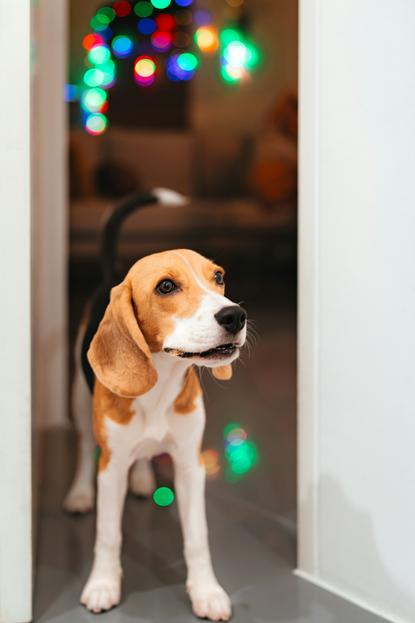 狗图片 - 比格犬站室内门框，彩灯光斑，温馨居家
