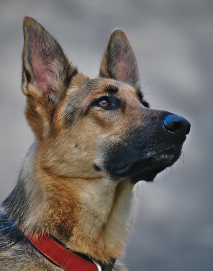 狗图片 - 德国牧羊犬特写戴红项圈，警觉专注