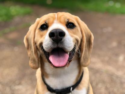 狗图片 - 比格犬正面特写吐舌，愉悦欢快