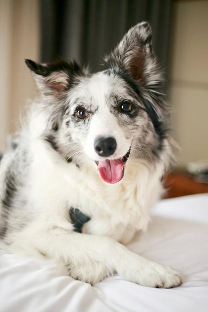 狗图片 - 陨石色边境牧羊犬趴白床单，放松愉悦
