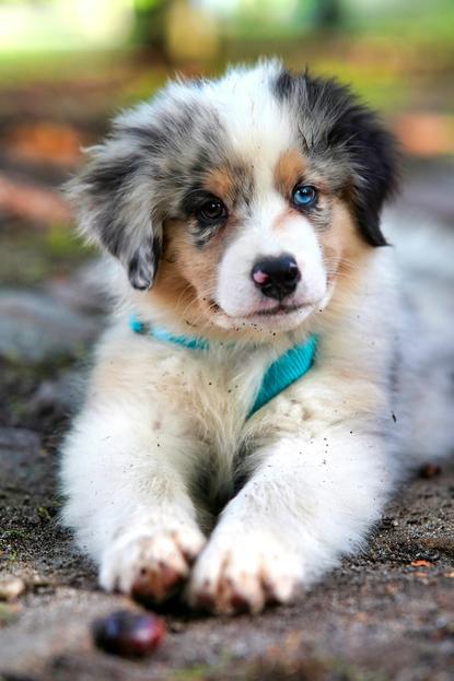 狗图片 - 澳洲牧羊犬幼犬趴地面，异瞳，软萌可爱