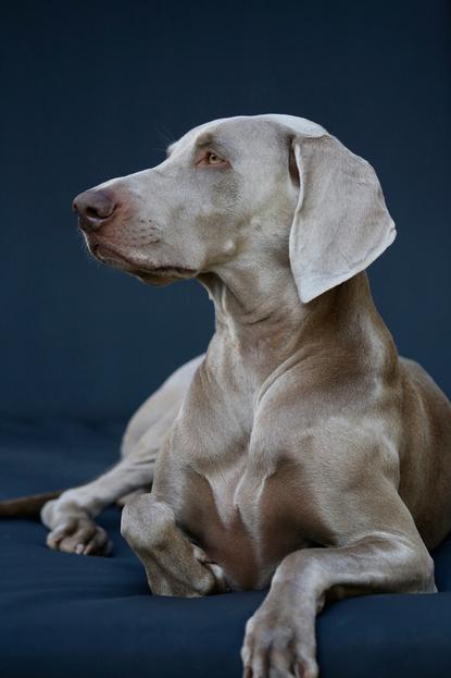 狗图片 - 威玛猎犬趴深蓝平面，银灰毛，安静专注