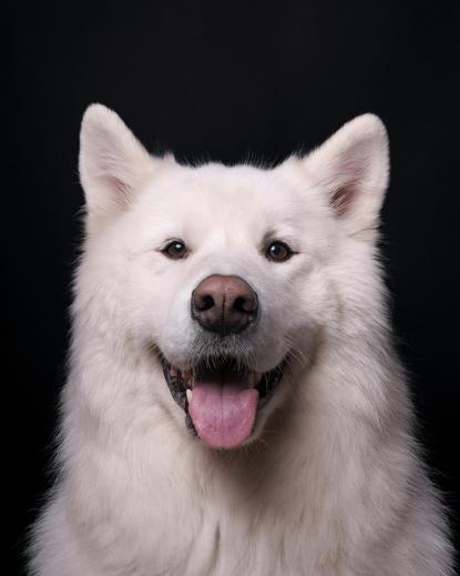狗图片 - 萨摩耶犬特写黑背景，笑脸吐舌，温顺