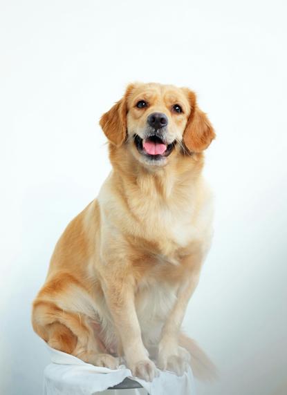 狗图片 - 金毛犬坐白色布面，温顺放松