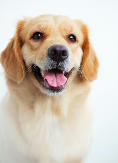 狗图片 - 金毛犬上半身特写白背景，愉悦活泼