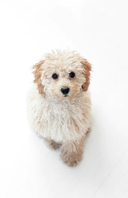 狗图片 - 浅米色贵宾犬幼犬坐白背景，乖巧可爱