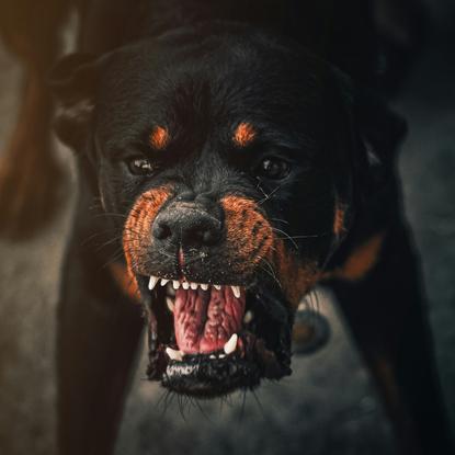 狗图片 - 罗威纳犬特写张嘴露齿，紧张神态