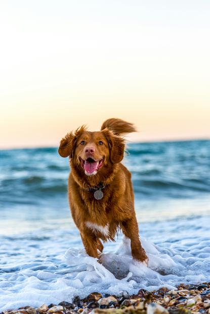 狗图片 - 新斯科舍猎鸭寻回犬站海滩浅滩，欢快灵动