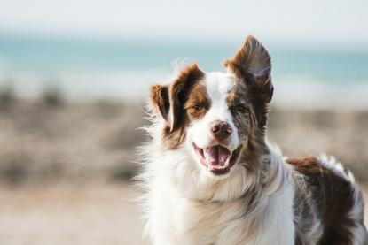 狗图片 - 边境牧羊犬海边沙滩，一耳立一耳垂，欢快