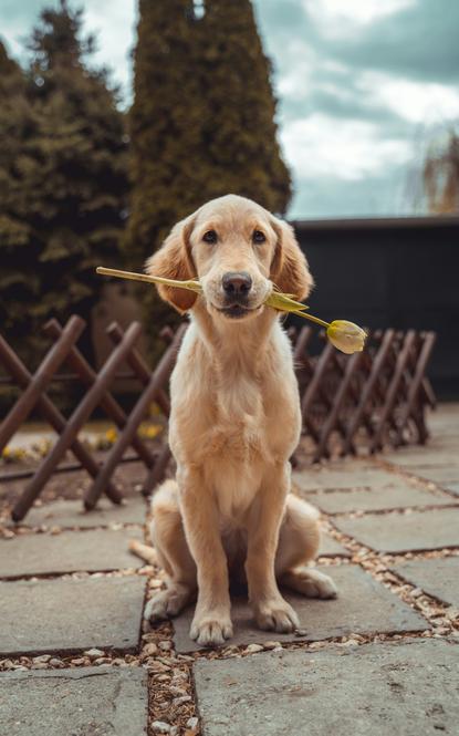 狗图片 - 金毛幼犬坐石板叼黄郁金香，温馨乖巧