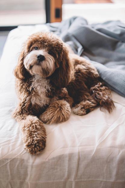 狗图片 - 泰迪犬趴白色床单，窗边，温顺