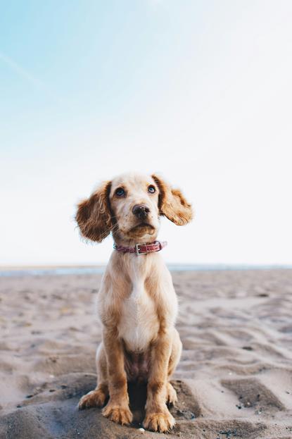 狗图片 - 浅棕色可卡犬幼犬坐沙滩，海边闲适