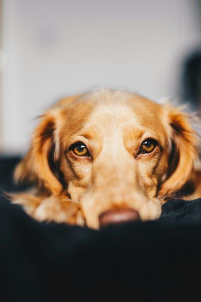 狗图片 - 金毛犬面部特写趴黑织物，温顺慵懒