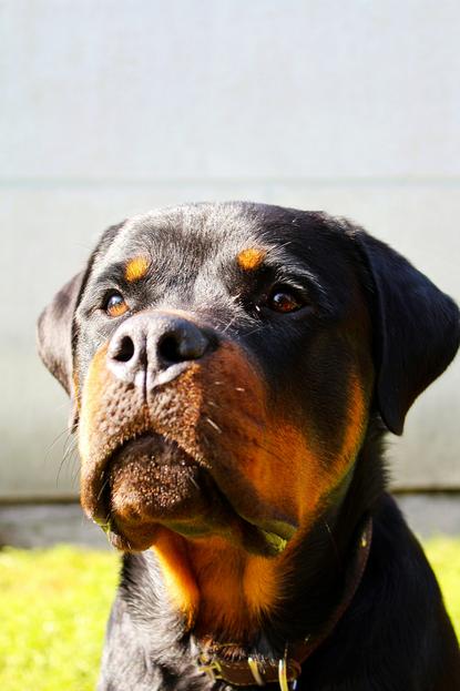 狗图片 - 罗威纳犬特写抬头，棕黄斑纹，沉稳