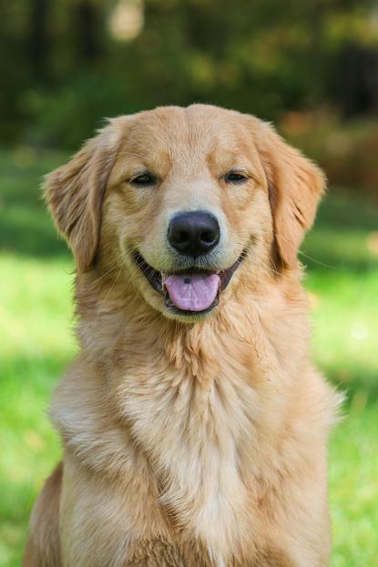 狗图片 - 金毛犬坐草地吐舌，温馨治愈