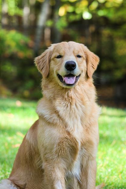狗图片 - 金毛犬端坐草地树林，闲适