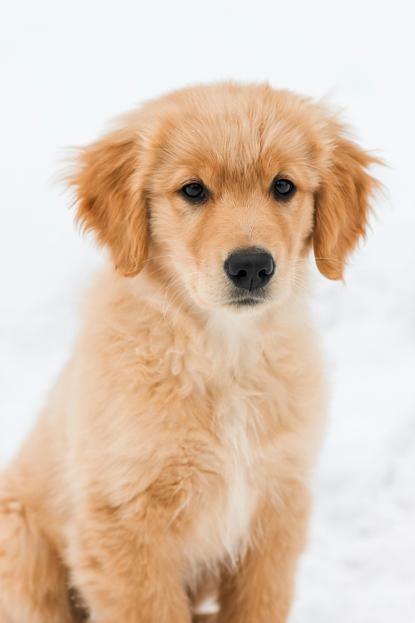 狗图片 - 金毛幼犬坐雪地，温顺懵懂