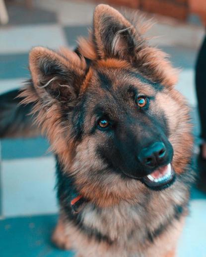 狗图片 - 长毛德国牧羊犬方格地砖，放松