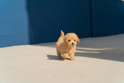 狗图片 - 泰迪幼犬迈步蓝色墙前，灵动