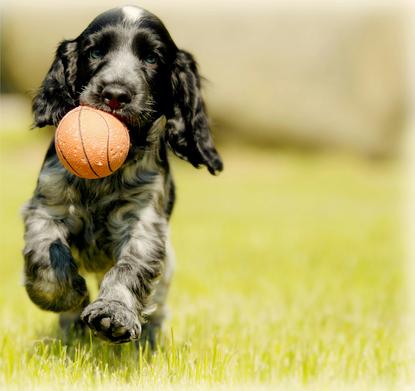 狗图片 - 黑白可卡犬幼犬叼橙球奔跑，活泼动感