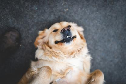 狗图片 - 金毛犬仰躺深色地面，慵懒欢快