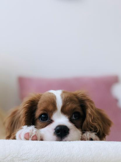 狗图片 - 查理王小猎犬幼犬搭毛绒边缘，呆萌