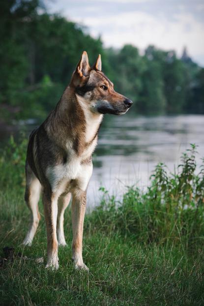 狗图片 - 捷克狼犬侧站河畔草地，警觉