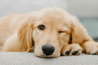 狗图片 - 金毛幼犬趴灰布面眨眼，慵懒可爱