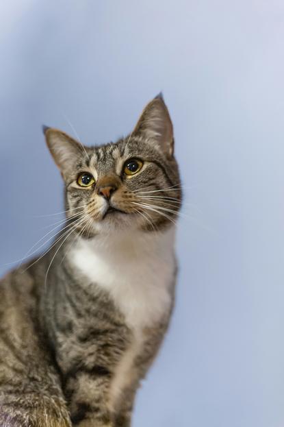 猫图片 - 虎斑猫浅蓝背景，警觉好奇