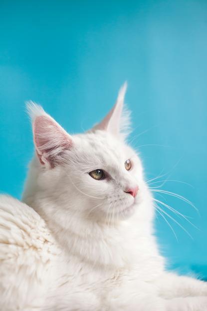 猫图片 - 白色长毛猫侧躺亮蓝背景，安静悠然